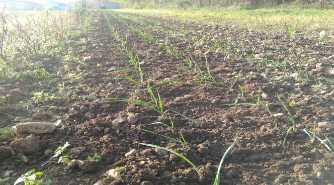 que planter potager novembre