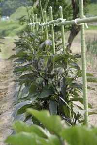 comment traiter aubergines