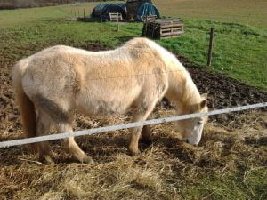 Les chevaux nous fournissent un très bon fumier