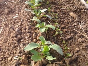 Semer en mars au potager : carottes, radis...