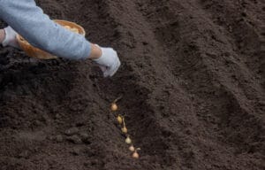 Plantation de bulbes d'oignons au mois de mars