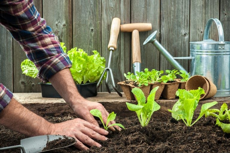 semer et planter au potager au mois de mars