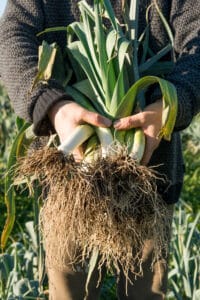 Récoltes poireaux potager mars