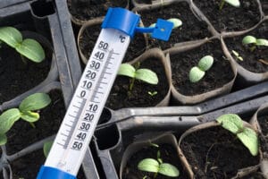 Semis de concombres au chaud en pépinière en mars