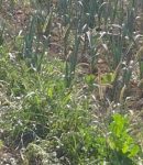 Associations de plantes Les associations de plantes au potager