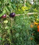 Associations de plantes au potager en permaculture