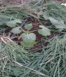 Que semer et planter en avril au jardin ? Que semer et planter en avril au potager ?