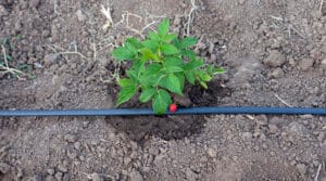 Plantation framboisier avril verger