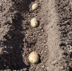 Plantation de pommes de terre au mois d'avril