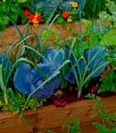 Que semer et planter en avril au potager, au verger et au jardin d’ornement ? potager-avril