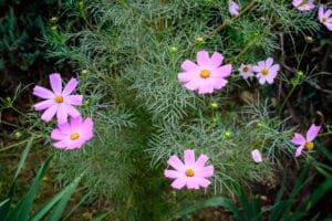 Semis de cosmos au jardin ornemental en avril.