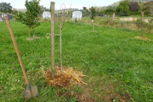 Arbre fruitier paillé en mai