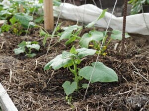 Plantation de concombres en mai