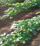 Que semer et planter en mai au jardin ? Que semer et planter en mai au potager ?