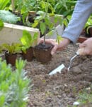 semer, planter, récolter mai potager, verger, fleurs.