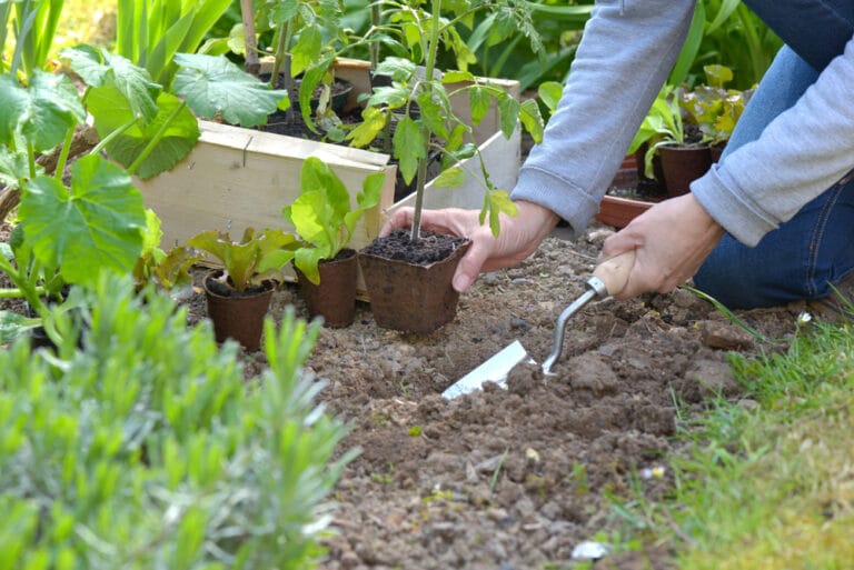 semer, planter, récolter mai potager, verger, fleurs.