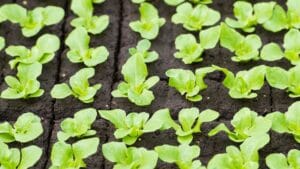 Semis de laitues en mottes au mois de mai