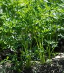 Que semer et planter en juin au jardin ? Que semer et que planter en juin au potager ?