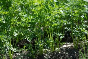 Que semer et que planter en juin au potager ?