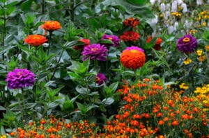 semis et plantation de fleurs en juin au jardin ornemental