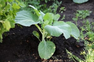 Plantation chou en juin terre riche