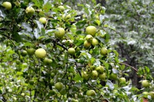 éclaircir pommes en juin