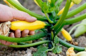 Récolte courgette jaune au mois de juin