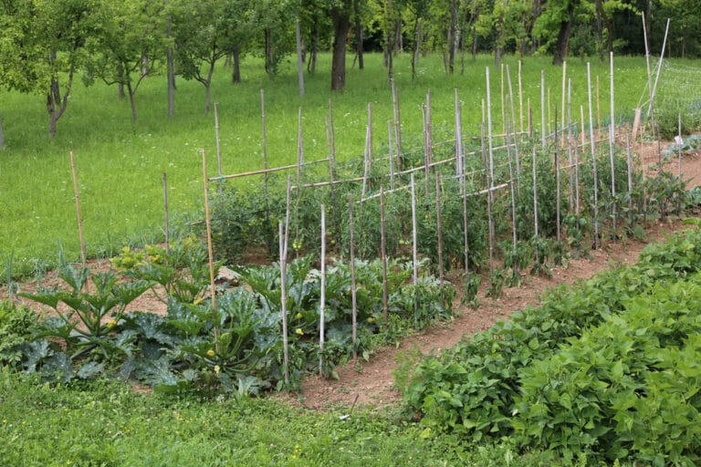 Semer et planter en juin au jardin potager bio