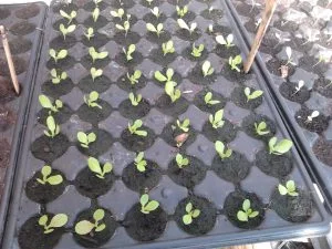 Semis de salades en plaques avléolées
