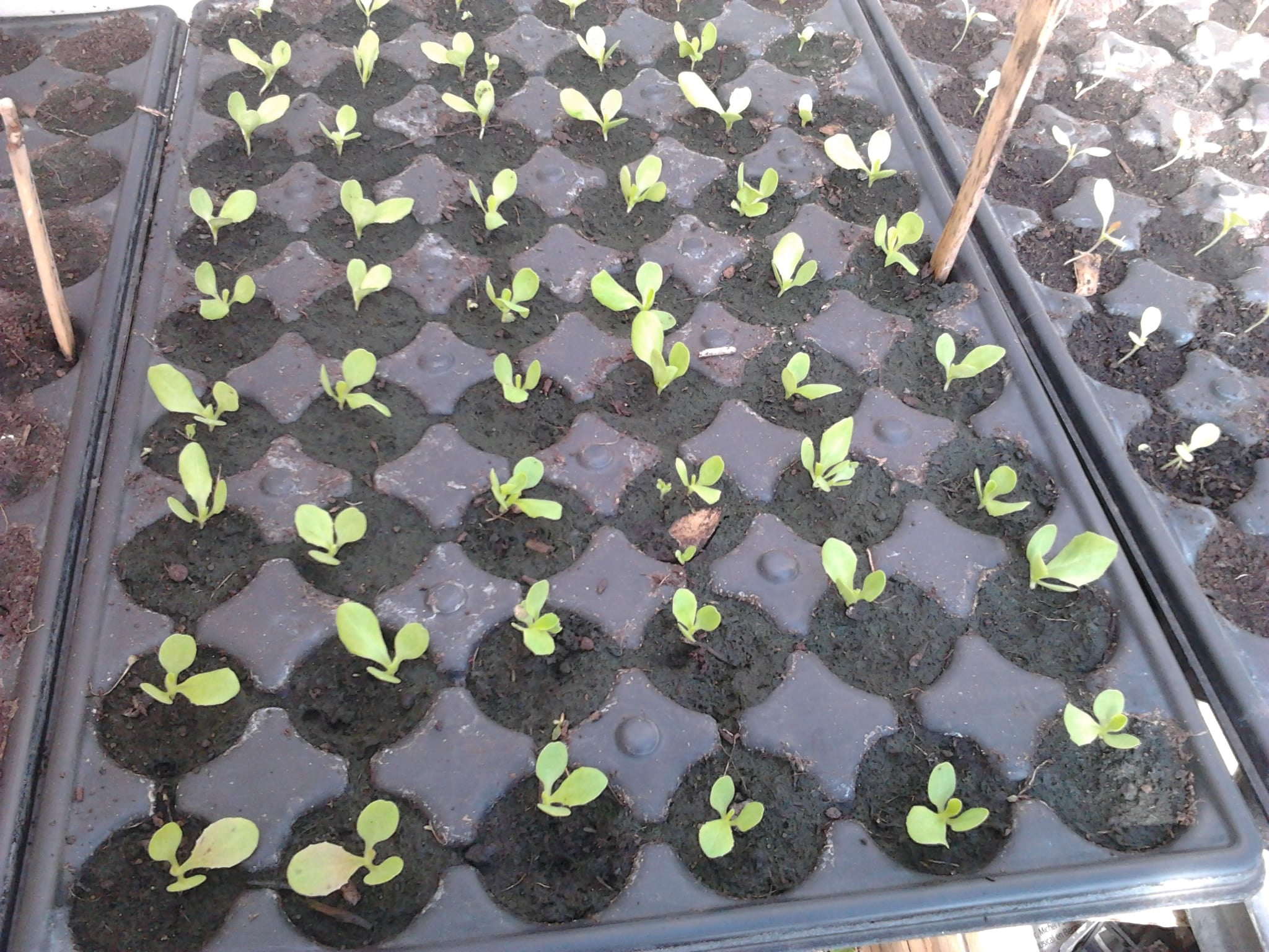 Que semer et planter en juillet au potager et au jardin d'ornement