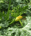 Que semer et planter en juillet au jardin? que planter en juillet ? que semer en juillet ?