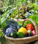 Que semer et planter en juillet au potager, au verger et au jardin d’ornement ? Semis, plantation, récoltes, entretien potager, verger, jardin ornemental au mois de juillet