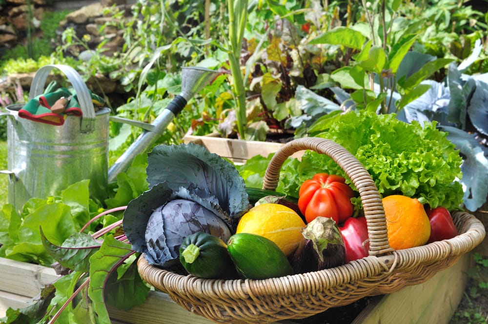 Semis, plantation, récoltes, entretien potager, verger, jardin ornemental au mois de juillet