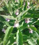 La consoude au jardin bio : variétés, culture et utilisations consoude Bocking 14 engrais naturel