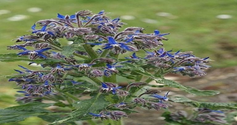 fleurs potager permaculture