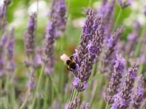 bourdon sur lavande lavande jardin permaculture