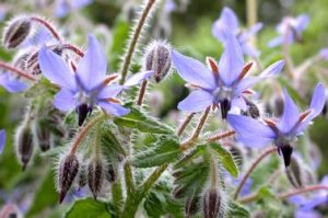 bourrache bourrache, fleurs jardin permaculture