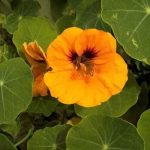 capucine capucine jardin naturel