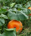 Que semer et planter en août au jardin ? Aue semer et que planter en août au potager ?
