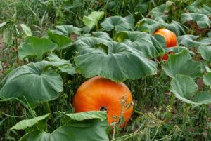 Aue semer et que planter en août au potager ?