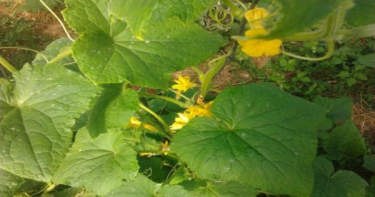 que semer et que planter en août au potager ?