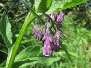 Consoude officinale (symphytum-officinale)