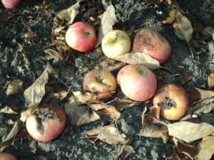 Pommes à enlever du verger en août
