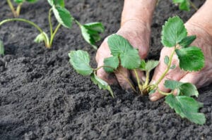 Plantation de fraisiers en août au potager bio