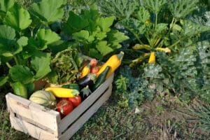 Récoltes de légumes au mois d'aout