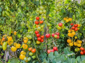 semer, planter, entretenir et récolter au potager bio au mois d'août