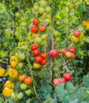 Que semer et planter en août au potager, au verger et au jardin d’ornement ? semer, planter, entretenir et récolter au potager bio au mois d'août