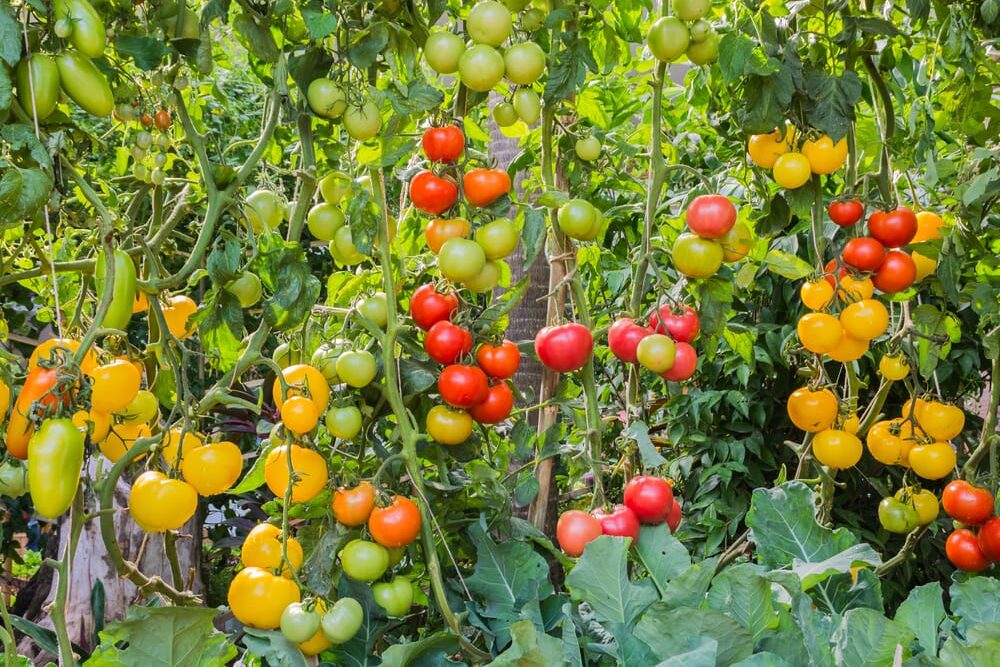 semer, planter, entretenir et récolter au potager bio au mois d'août