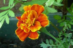 tagètes les tagètes sont des fleurs utiles au potager