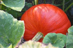 Courge à récolter en septembre